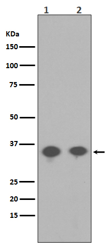 p-PP2A alpha (Y307) Ab