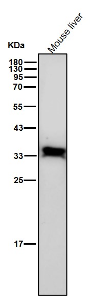 p-PP2A alpha (Y307) Ab