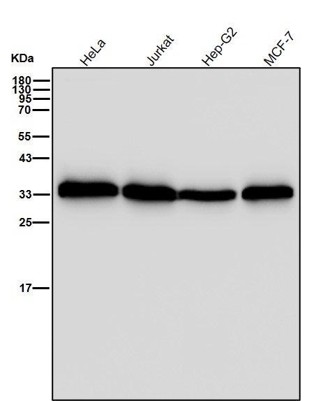 p-PP2A alpha (Y307) Ab