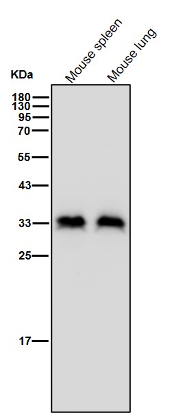 p-PP2A alpha (Y307) Ab