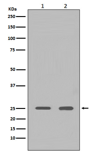 HMGB1 Ab