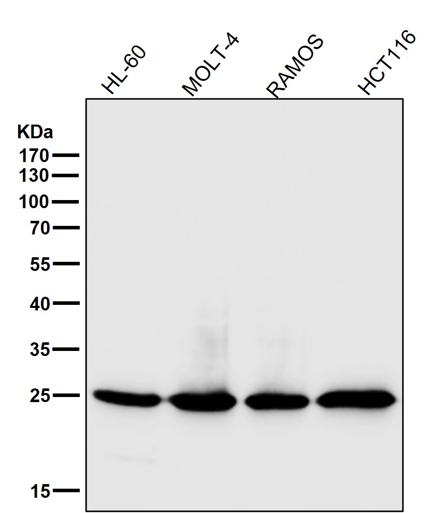 HMGB1 Ab