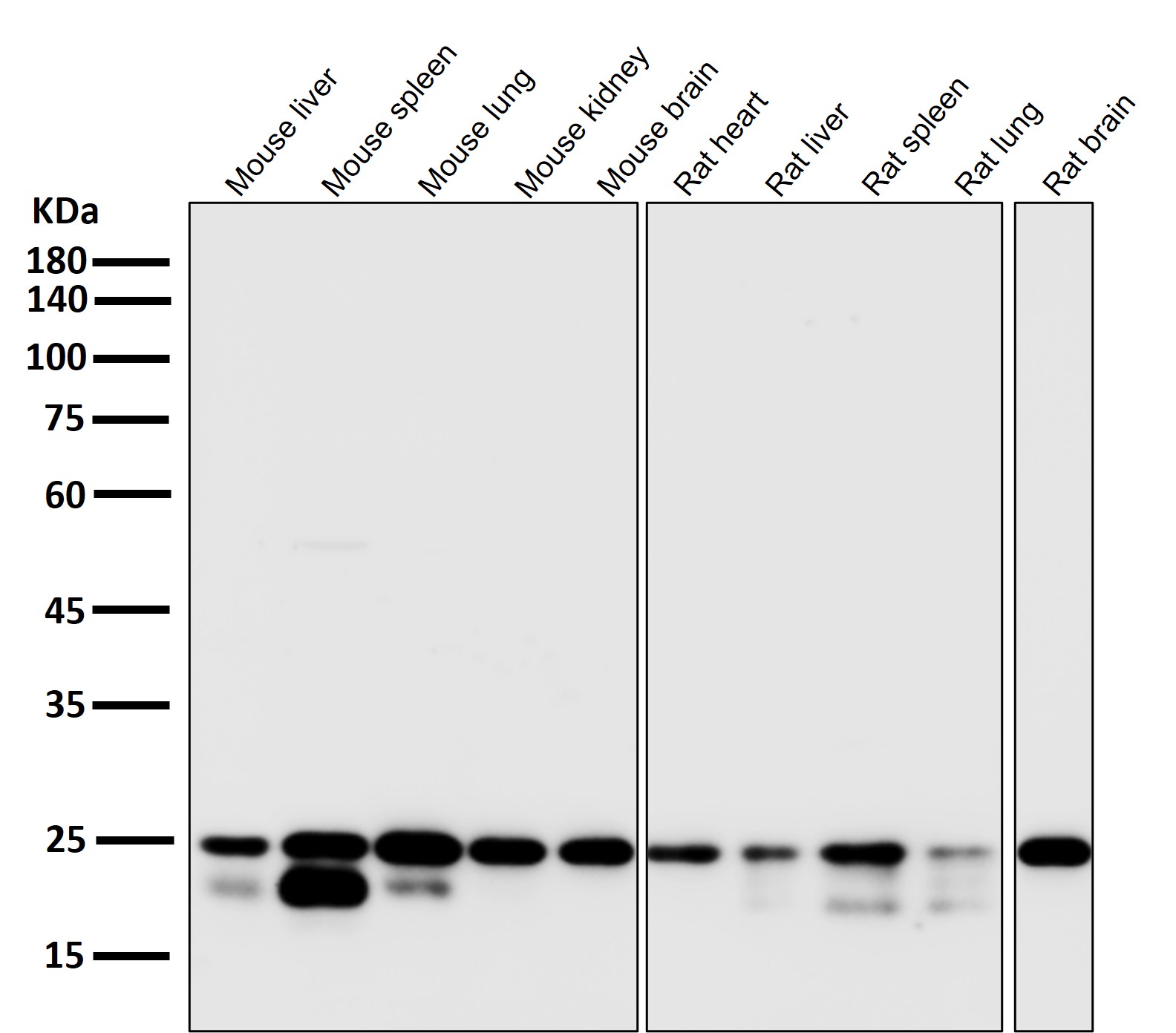 HMGB1 Ab