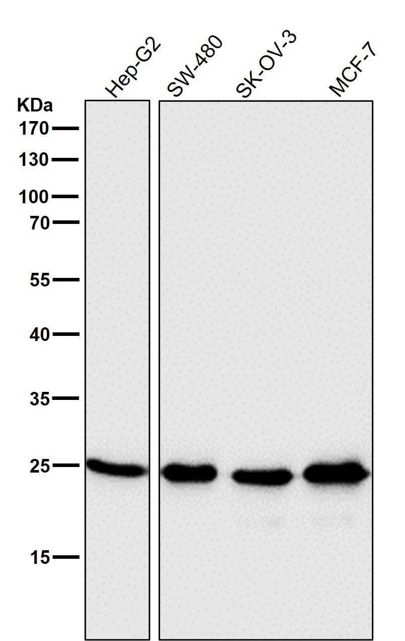 HMGB1 Ab