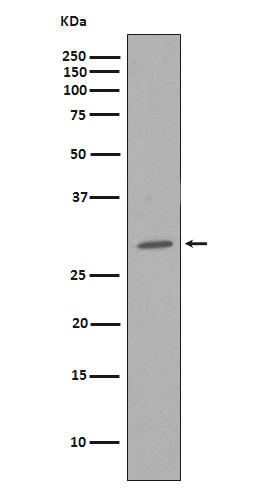 CDK1 Ab