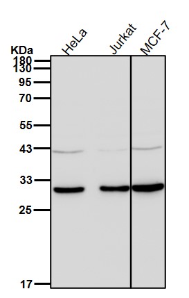 CDK1 Ab