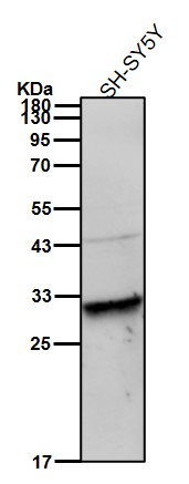 CDK1 Ab