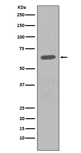 HDAC2 Ab