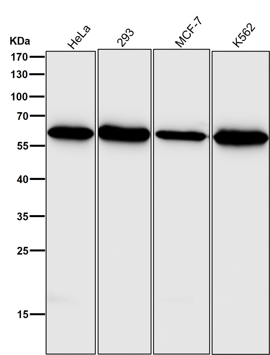 HDAC2 Ab