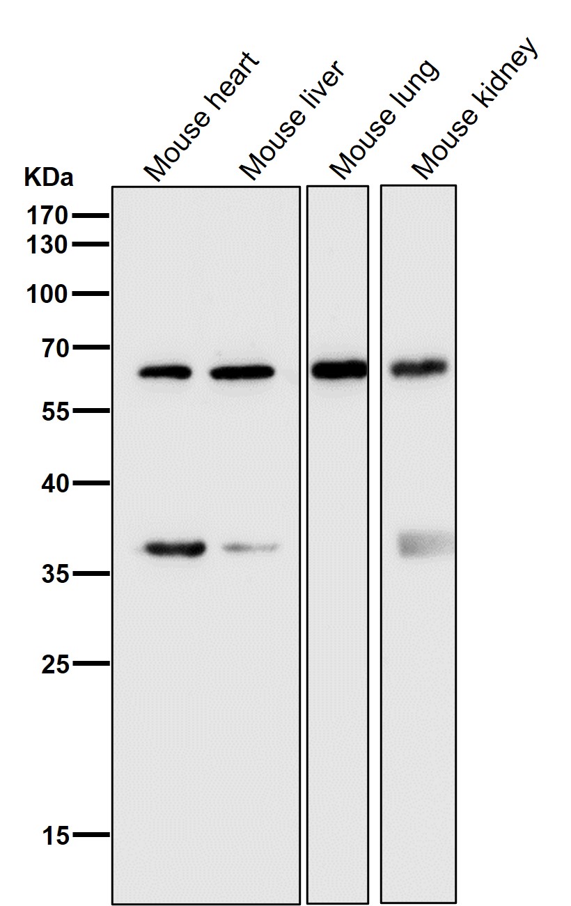 HDAC2 Ab