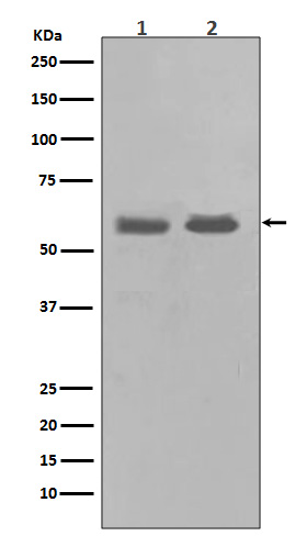 Chk1 Ab