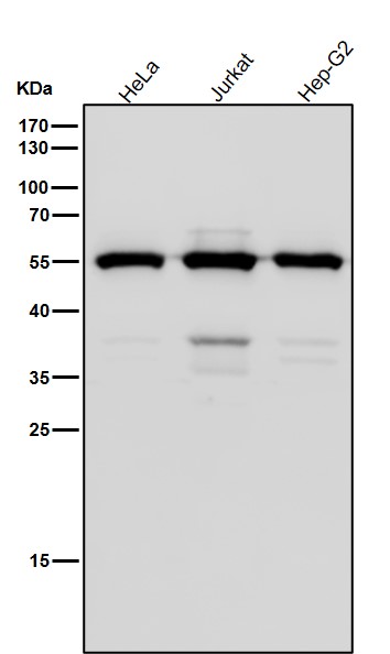 Chk1 Ab