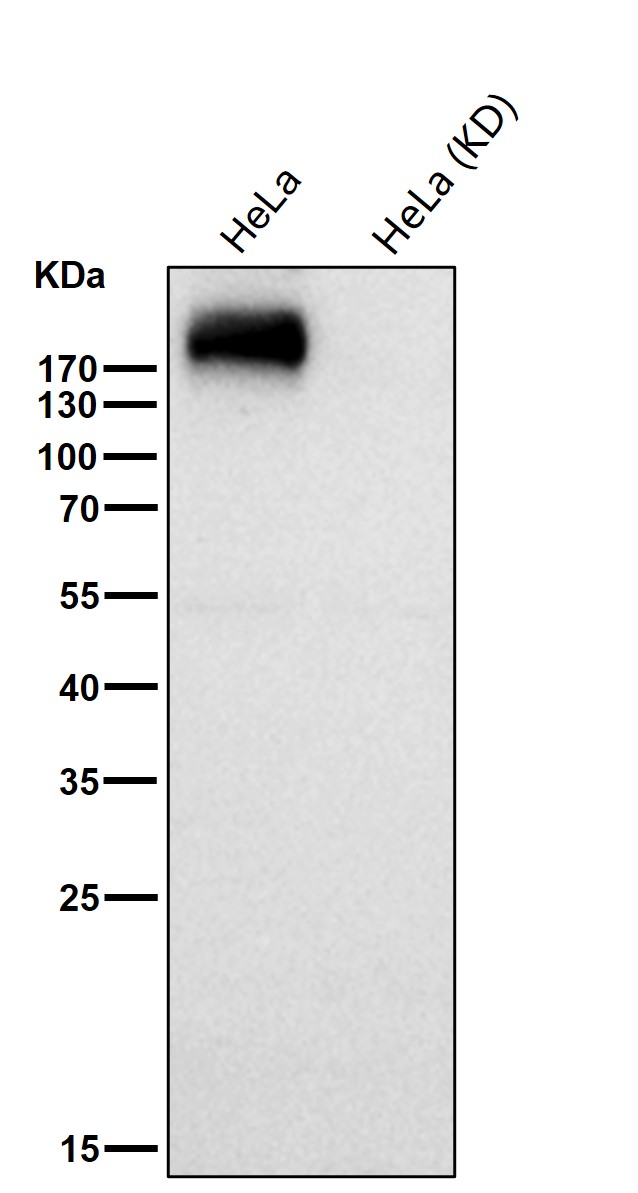 EGFR Ab