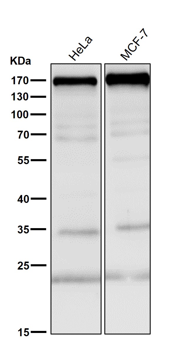 EGFR Ab