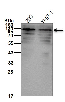 PKN2 Ab