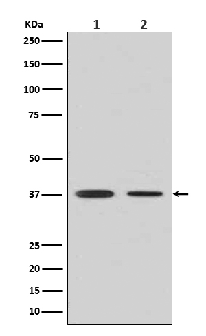 Arginase 1 Ab