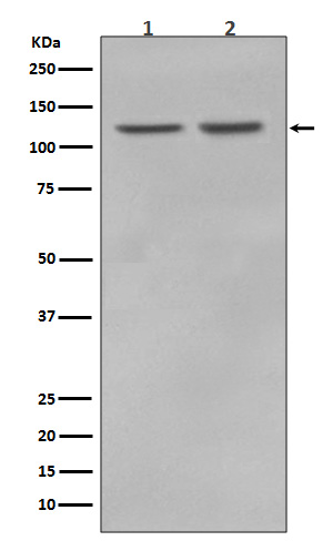 RNF20 Ab