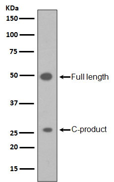 Sonic hedgehog protein Ab