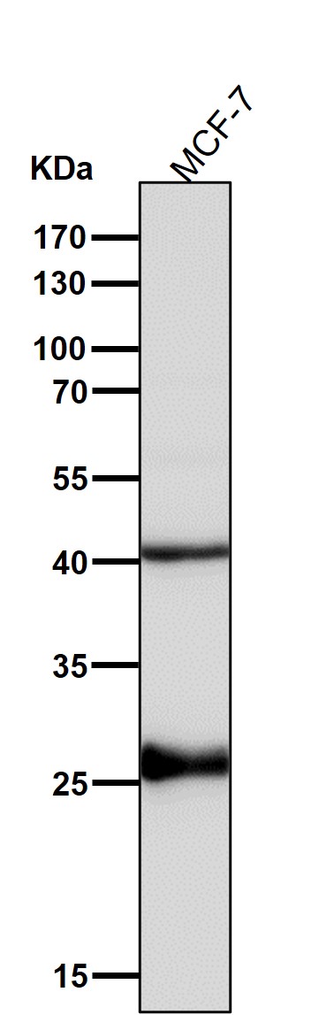 Sonic hedgehog protein Ab