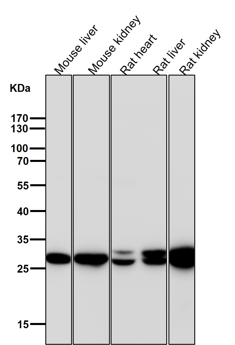 Sonic hedgehog protein Ab