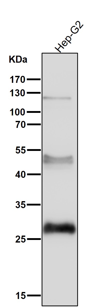 Sonic hedgehog protein Ab