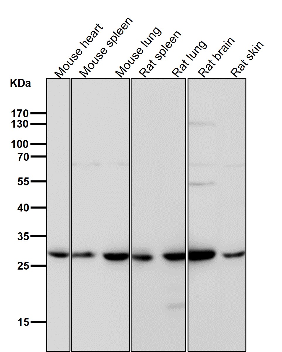 Sonic hedgehog protein Ab