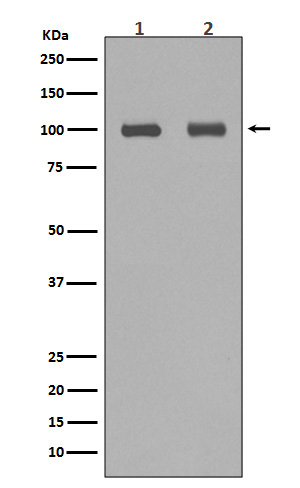 Aconitase 1 Ab