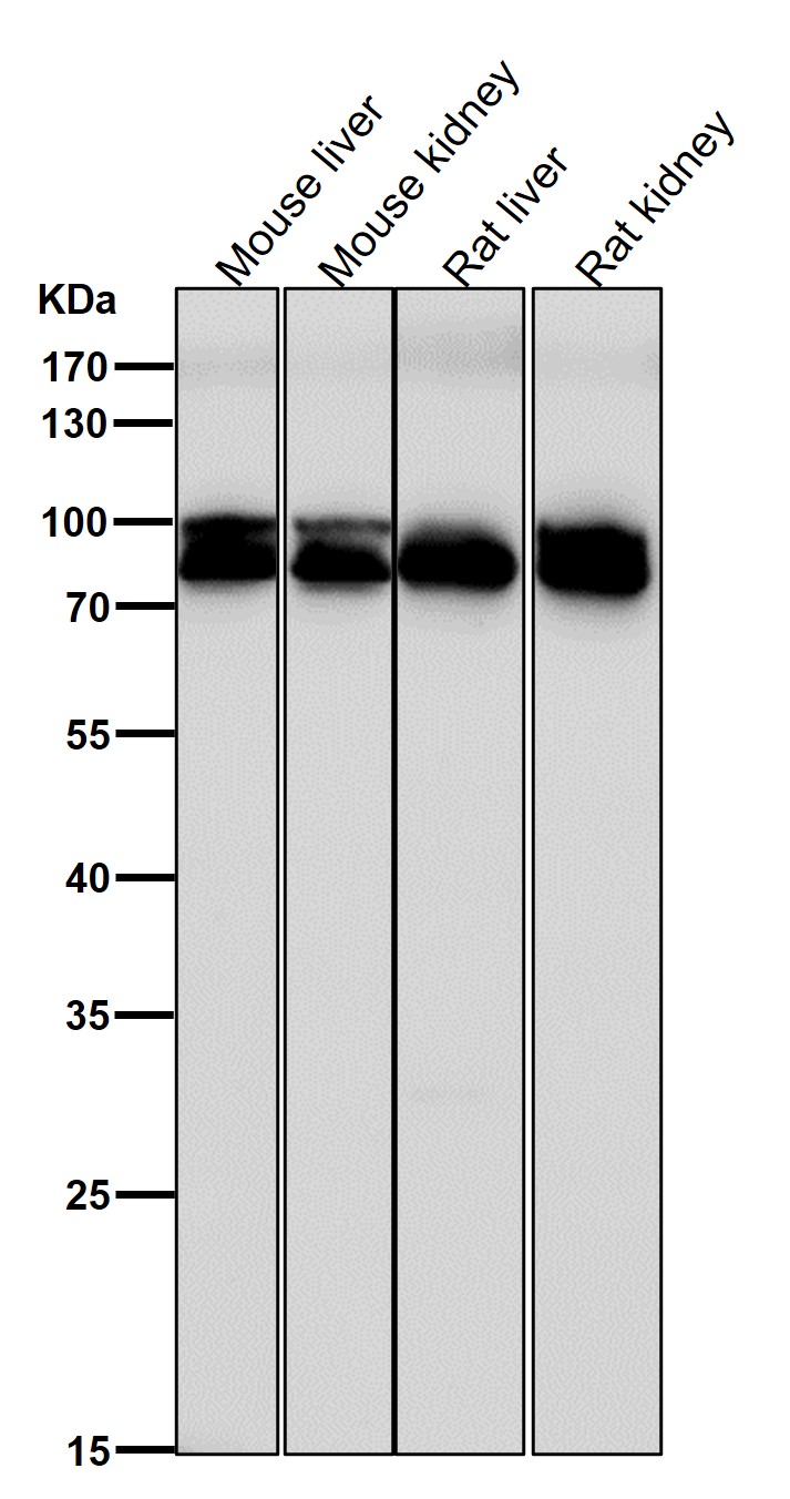 Aconitase 1 Ab