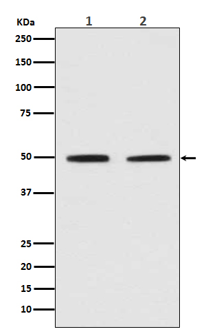 Pygopus 2 Ab