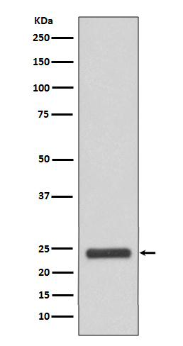 MRRF Ab