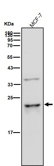 MRRF Ab