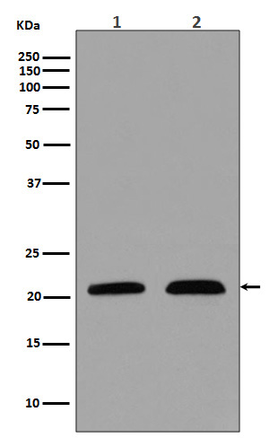 p21 CDKN1A Ab