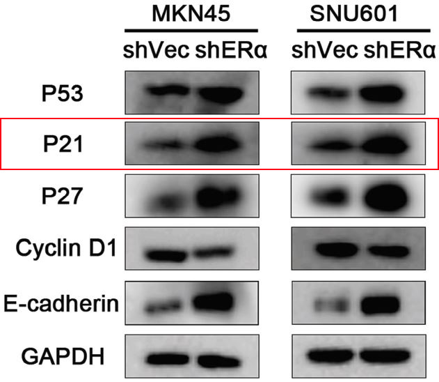 p21 CDKN1A Ab