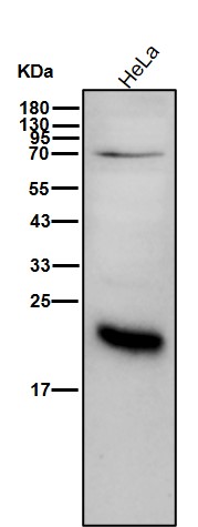 p21 CDKN1A Ab