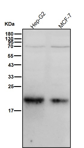 p21 CDKN1A Ab