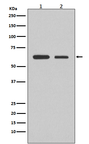 SMAD2 Ab