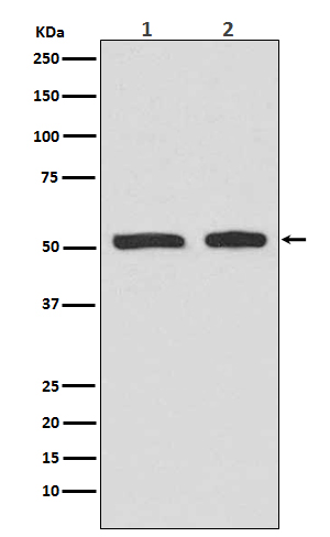 p-p53 (S9) Ab