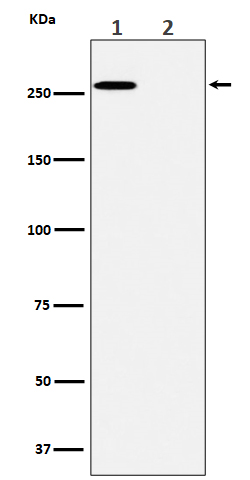 p-Acetyl CoA carboxylase 1 (S80) Ab