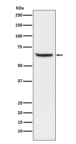 p-NF-kB p65 (S529) Ab