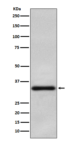 Oligo2 Ab