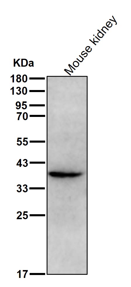 Oligo2 Ab