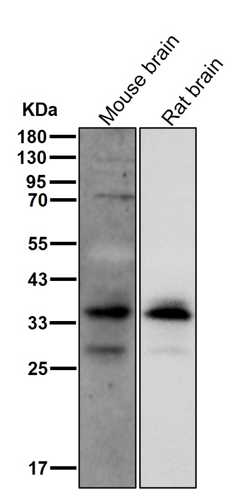 Oligo2 Ab