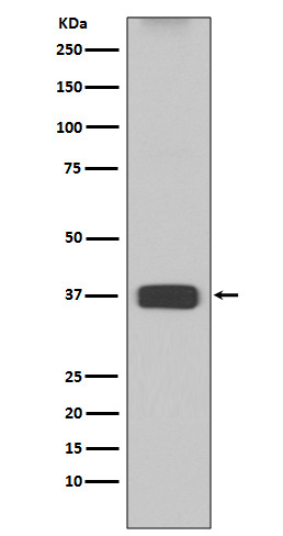 Arginase 1 Ab