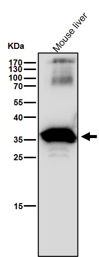 Arginase 1 Ab