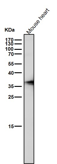 Arginase 1 Ab