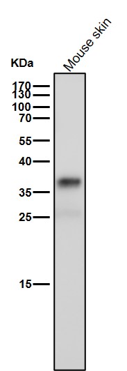 Arginase 1 Ab