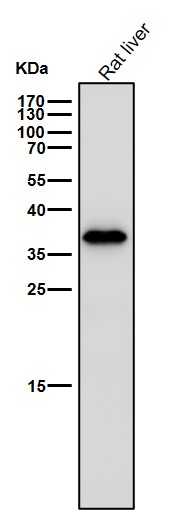 Arginase 1 Ab