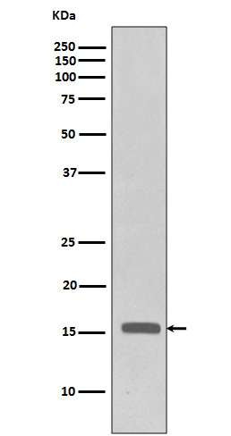 p-Histone H3.3 (T3) Ab