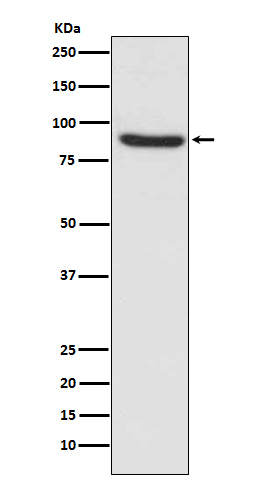 MLH1 Ab