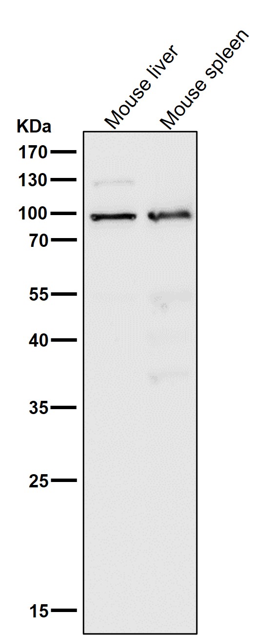 MLH1 Ab